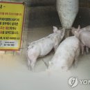 돼지 이미지