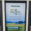 폭삭속앗수다 드라마 촬영지 제주 오라동 메밀밭 풍경 청보리밭 5월 실시간