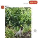 하이고 이미지