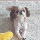 쮸쮸동물약국 네이버블로그