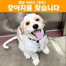 강아지를 찾습니다 (한번 확인 부탁해요, 아산시 음봉면) 이미지