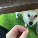 가평 페르마타 계곡 펜션 | 비성수기 가평 노팅힐 계곡애견펜션 &#39; 바이올렛 방 &#39; 이용 후기