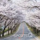 수원여행 팔달산 벚꽃길 걷고 먹고 갈만한곳 이미지