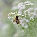 몸과 마음 힐링, 아로마테라피 이미지