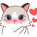 랙돌캐터리 이미지