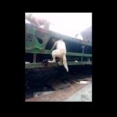 멍멍이PC 이미지