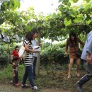 대가포도농원 이미지