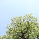 영풍 병산리 갈참나무 이미지