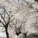 아가페크로플 | 충만! 익산 당일치기 코스 추천 (ft. 시장비빔밥, 마리더스타, 아가페정원, 만경강 벚꽃길, 동서네낙지) ✨