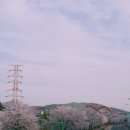 배산체육공원 건너편 | 운정 호수 공원 벚꽃 현황, 2026년 4월 12일 운정체육공원근처 너무 예뻐요!