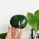 조은떡집 | 조은떡집 맛있는 떡 제주 해풍 쑥떡 쑥인절미 건강간식