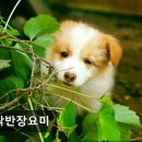오락반장요미