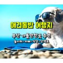 반려견과 함께 부산 가볼만 한 곳...부산 애견 놀이터, 애견동반 카페･식당･산책로