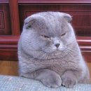 송동물병원 이미지