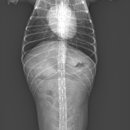 새싹 동물병원 이미지