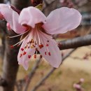 복사꽃공원 이미지