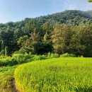 청평역관광안내소 | 가평 잣향기 푸른숲 도보여행 피톤치드 맞으며 힐링하기 좋은 곳 대중교통으로 가는 방법