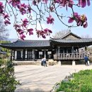 배꽃가게 | 하동 가볼만한곳 드라마 촬영지 하동 최참판댁 박경리 문학관 배꽃
