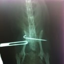 애경 동물병원 이미지