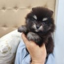 베리독 강아지고양이 평택본점 이미지