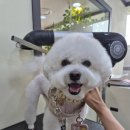 뽀솜이 이미지