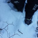 늑대와 여우 이미지