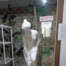 비너스고시텔