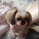 타임투반려동물 장례식장 이미지