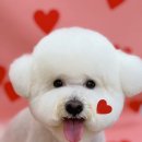 하이몽 애견미용실 이미지