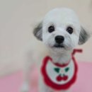 강아지 미장원 이미지