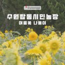 달구지제2농장 | 수원탑동시민농장 꽃구경 | 여름꽃 연꽃 해바라기 개화 후기 주차부터 피크닉까지