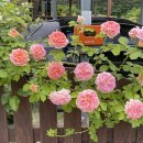 말라이카 이미지