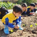 🍠고구마캐기를 했어요/ 가족운동회포토존사진 이미지