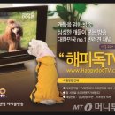 해피독(happy dog) 이미지