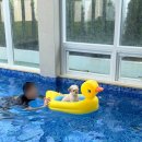 쉬오트애견풀빌라 이미지