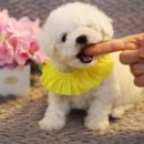 울산 제이앤독 애견샵 이미지