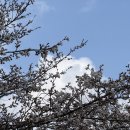 엄마농원 | 안성 캠핑장 율곡관광농원 오토캠핑장 벚꽃캠핑 후기 넓은 사이트