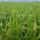 갈치농장 이미지