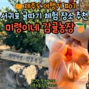 청개구리농장 | 제주도 서귀포 귤따기 체험, 미령이네 감귤농장에 다녀왔어요!