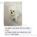유어펫 살롱 | 명지 비숑미용 애견미용 마이유어펫살롱