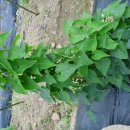 고삼농장 이미지