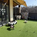 코코앤몽 | 삼송애견카페추천 인조잔디 야외운동장 강아지많은 코코앤몽