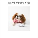부산강아지분양 퍼피룸 이미지