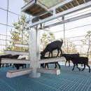 흑염소목장 이미지