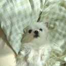 이미지덴탈 | [내돈내산] 슈퍼포우 덴탈껌 3통 먹은 후기