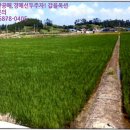 비금면도고리