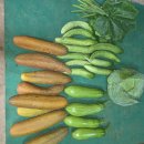 노각.오이.마디호박.양배추.호박잎.청양고추.일반고추 이미지