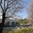 테마와 하루(지역축제 체험) | 서울 벚꽃 명소 양재천 벚꽃축제 실시간 후기! AI 체험부터 먹거리까지 완벽 가이드