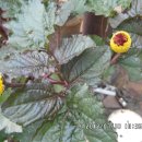 아마란스 이미지