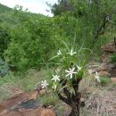 제로피타 레티네르비스 [Xerophyta retinervis] 이미지